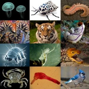 Animals