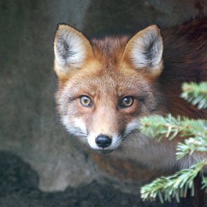 La vulp