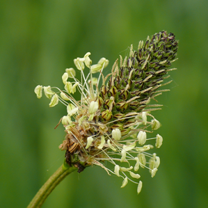 Plantagens