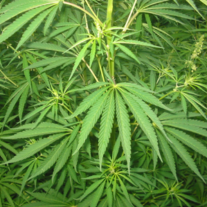 «Legalize it?»