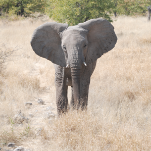 L'elefant