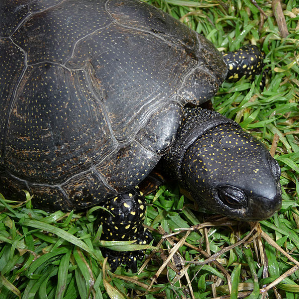 Tartaruga da palì