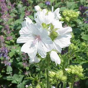 Malva-mustgella