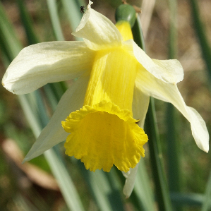 Narcissa melna