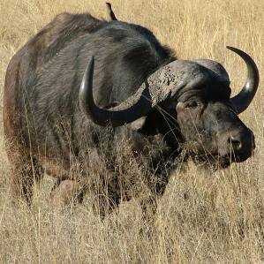 Biffel african