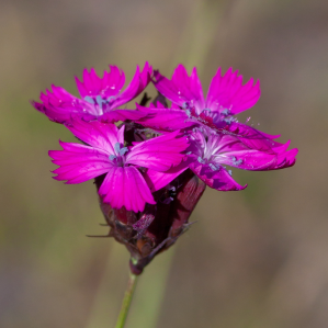 Negla purpura