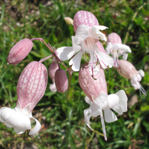 Silena cumina