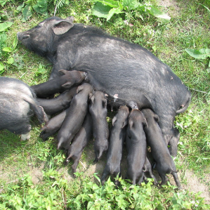 Mammals