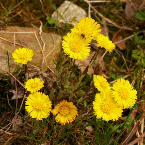 Tschilendra