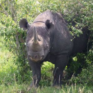 Rinoceros nair