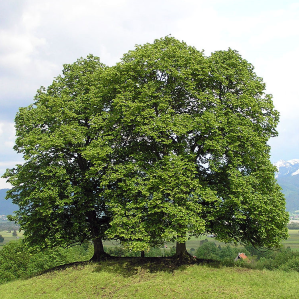 Tigl d'enviern