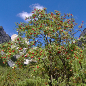 Culaischen