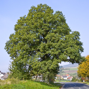 Ruver puschlà
